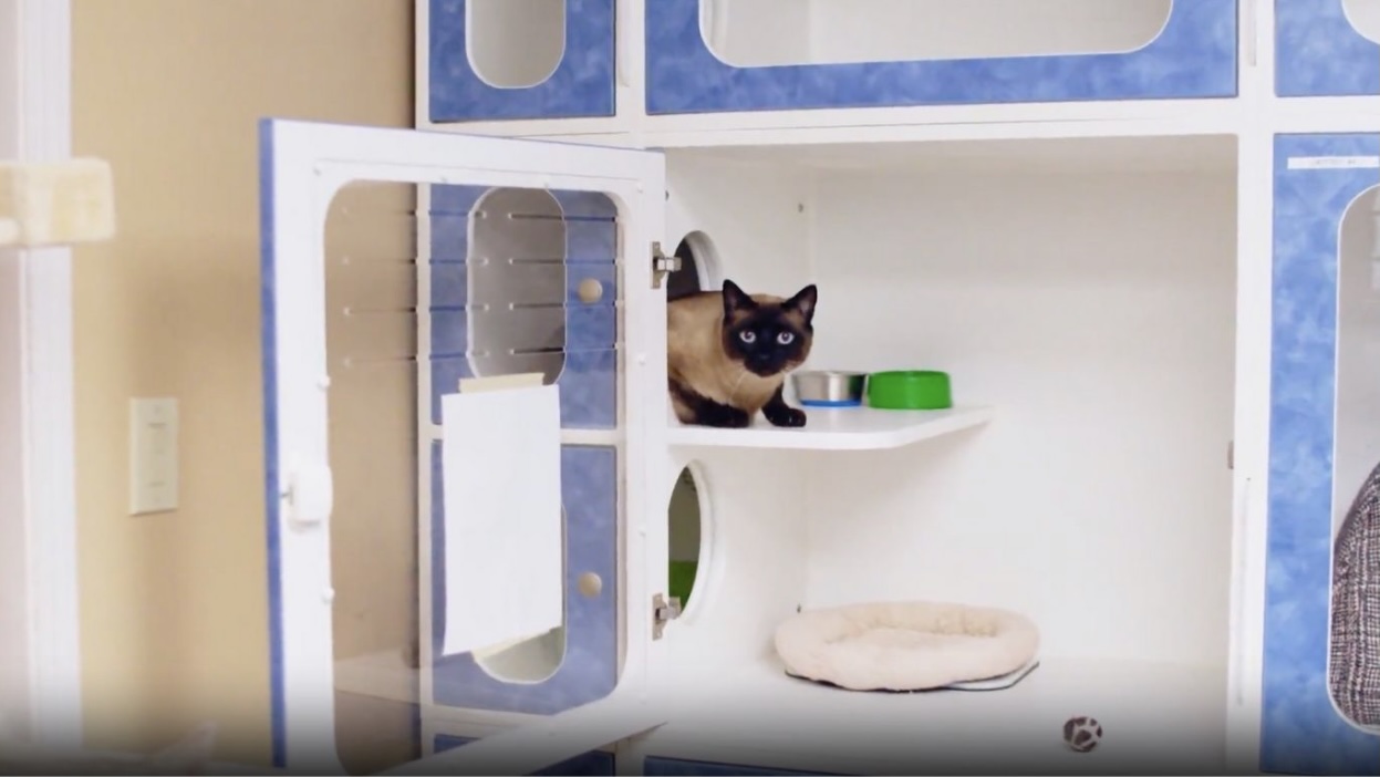 Cat Boarding in San Rafael