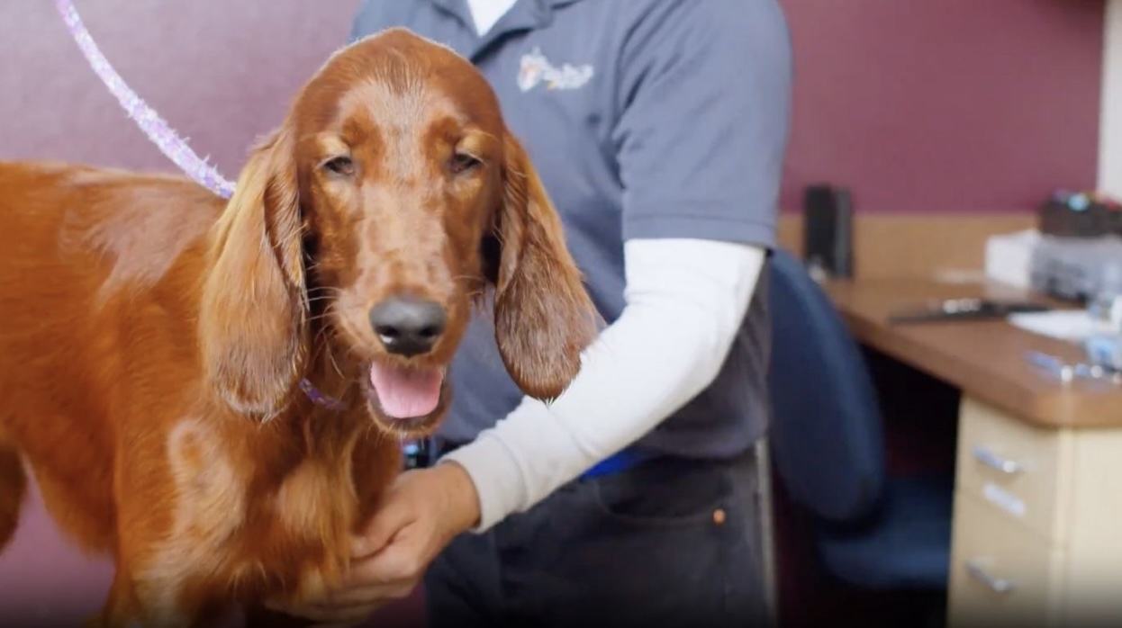 Dog Grooming in San Rafael