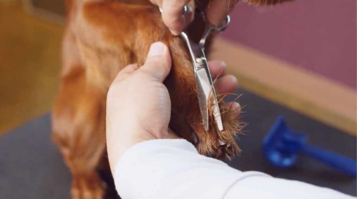 Low Cost Dog Grooming in San Rafael