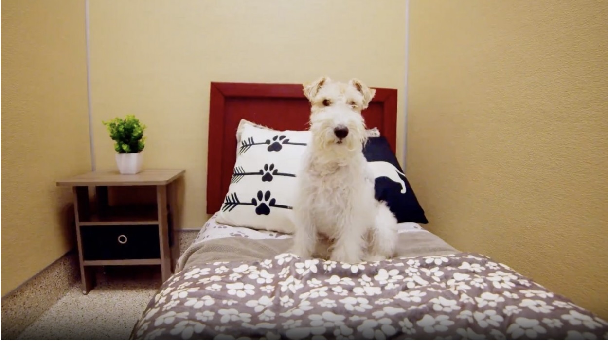 Pet Boarding in San Rafael