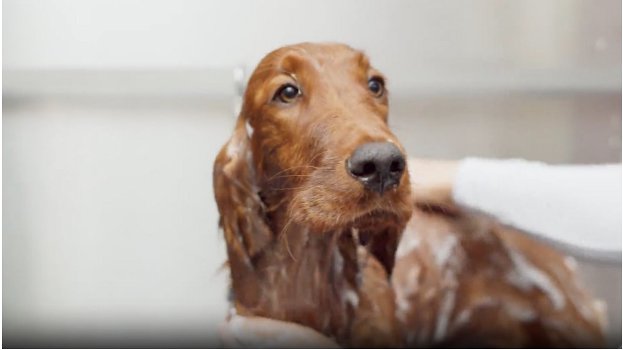 Professional Pet Grooming in San Rafael