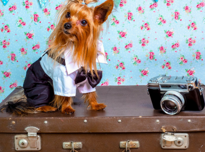 Need Dog Boarding? Here's How to Prepare