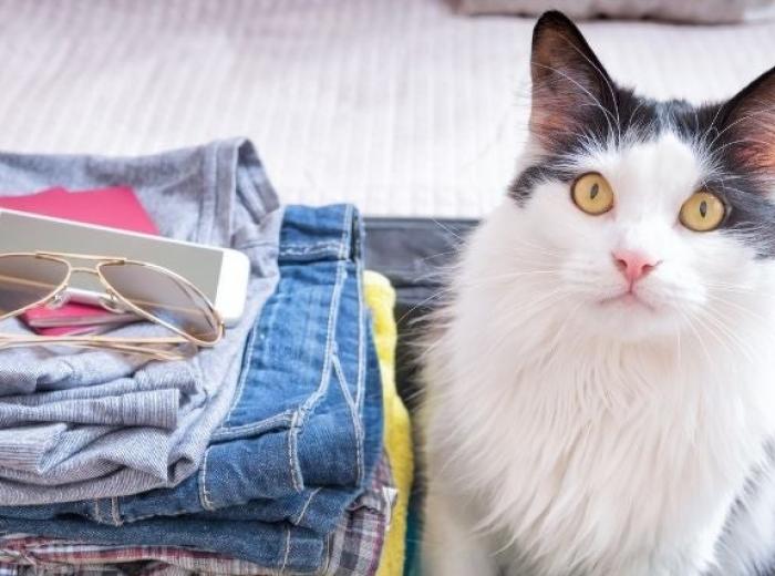 Travel Guilt-Free This Holiday Season With These Cat Sitting and Boarding Tips