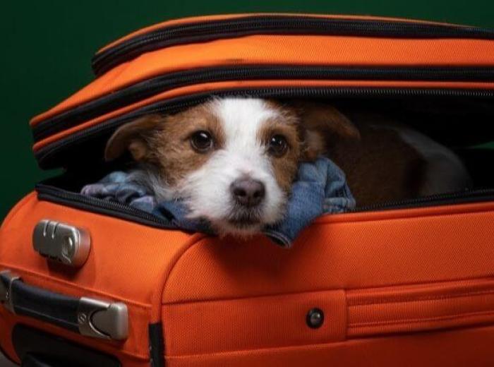 This or That Pet Edition: Boarding Your Dog. Vs. Using a Dog Sitter