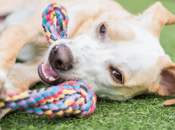 Bad Behavior, Loneliness, Separation Anxiety, Oh My! Is It Time for Doggy Daycare?