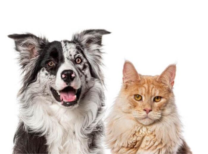 Dogs vs. Cats: Who’s the Bigger Diva When It Comes to Grooming?