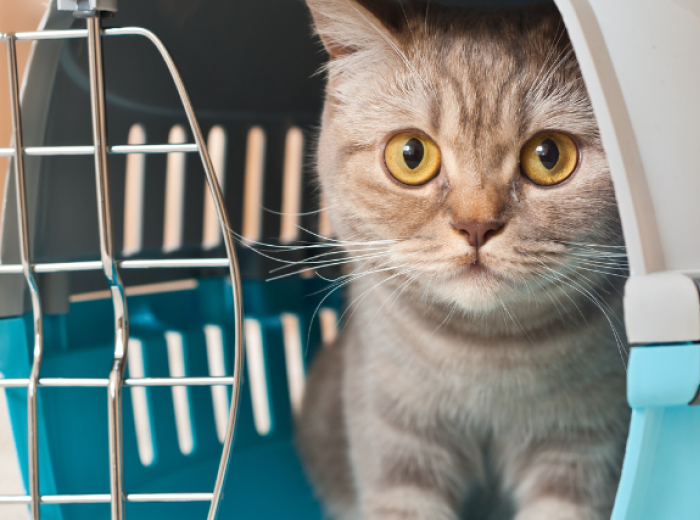 What To Pack For Your Dog or Cat's Boarding Stay